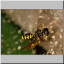 Ectemnius cavifrons oder ruficornis - Grabwespe w03e 12mm beim Nesteintrag - Hainschwebfliege.jpg